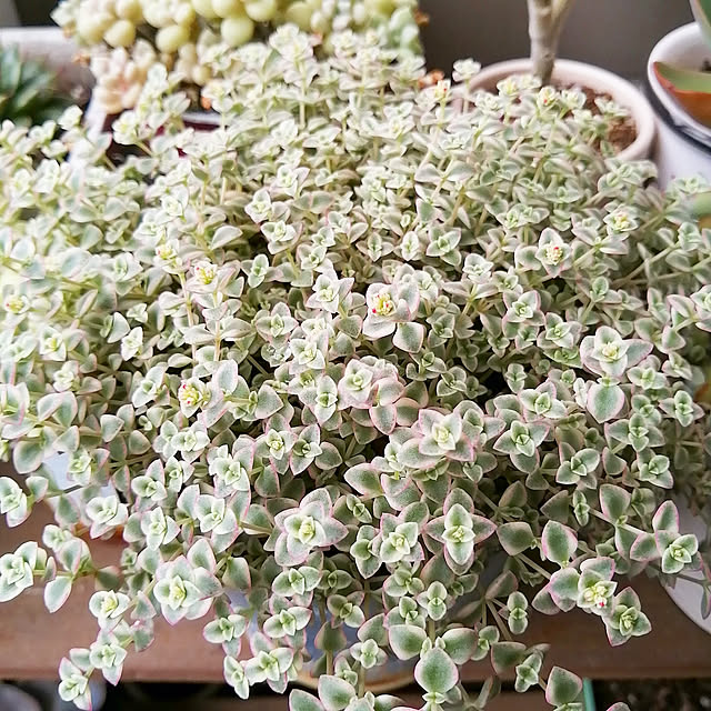 VERANDARJUNさんの実例写真