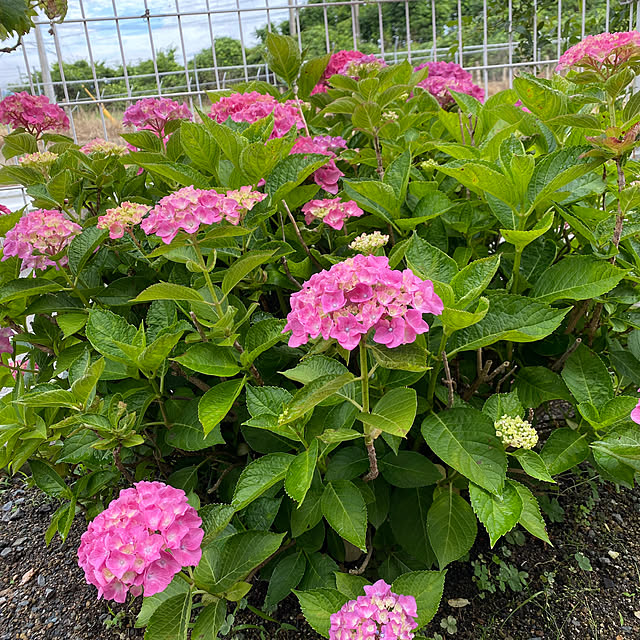 4枚投稿/アマリリス/アナベル/常緑紫陽花　碧の瞳/紫陽花が好き...などのインテリア実例 - 2023-06-04 10:04:31