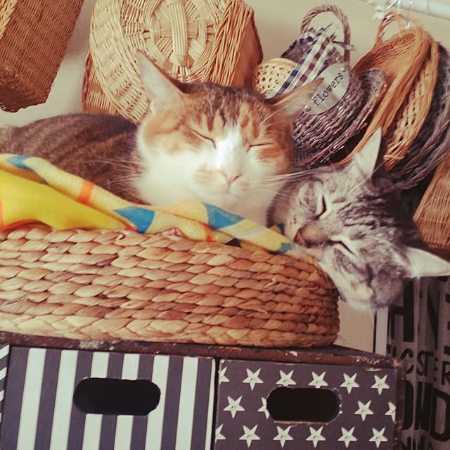 annさんの実例写真