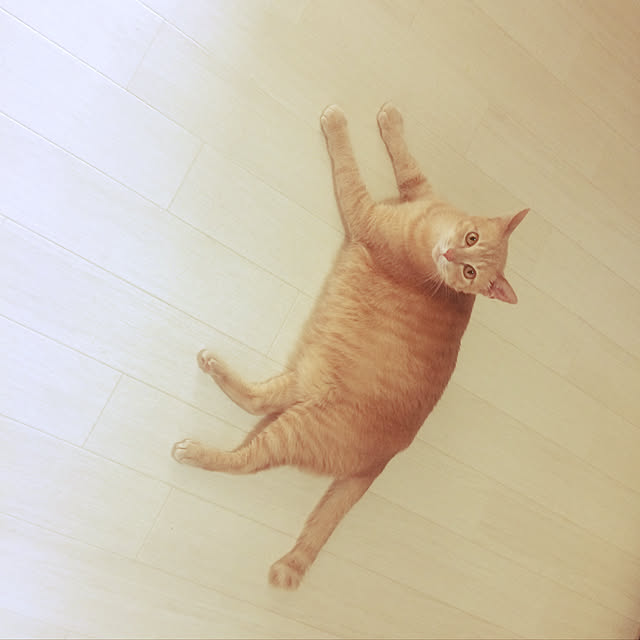 kaoさんの実例写真
