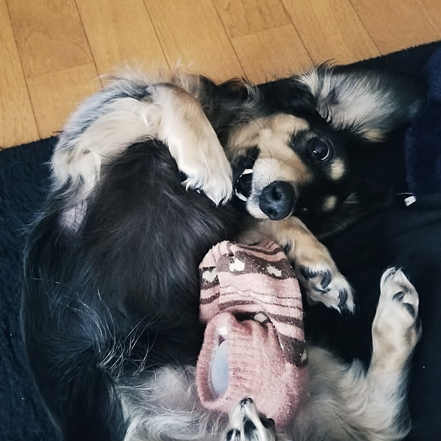 momozouさんの実例写真