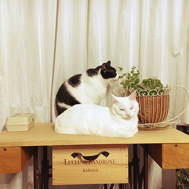 Miechamさんの実例写真