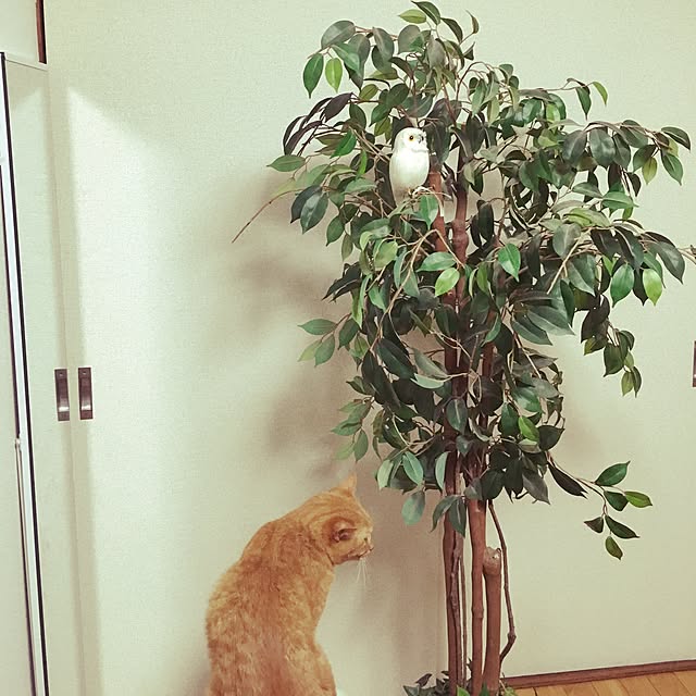 mikaさんの実例写真
