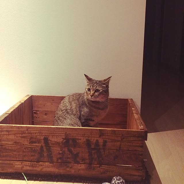ayapiiiiceさんの実例写真