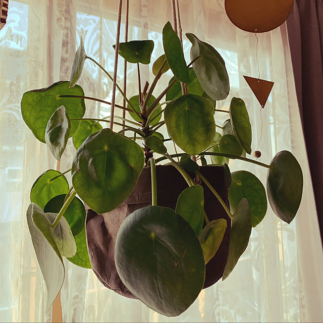 botanical884さんの実例写真