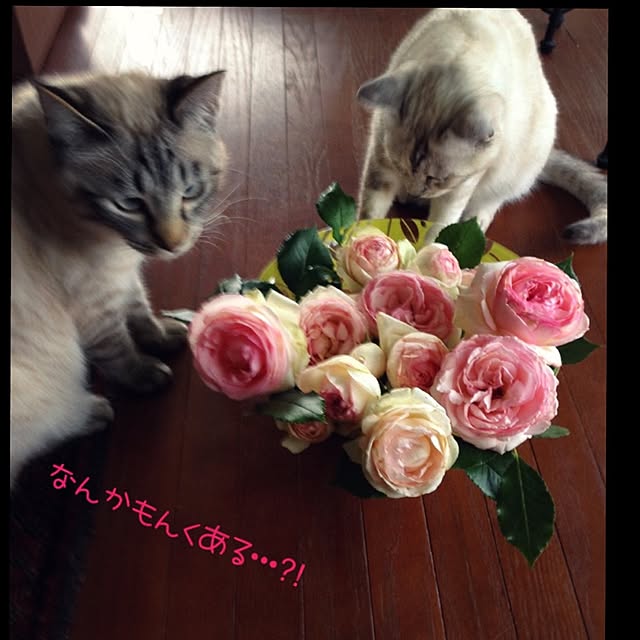 tamiさんの実例写真
