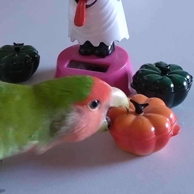 toratanさんの部屋