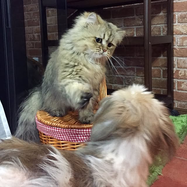 butachanさんの実例写真
