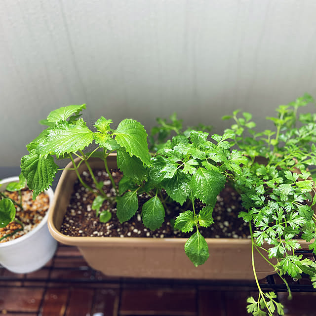 Mikiさんの部屋