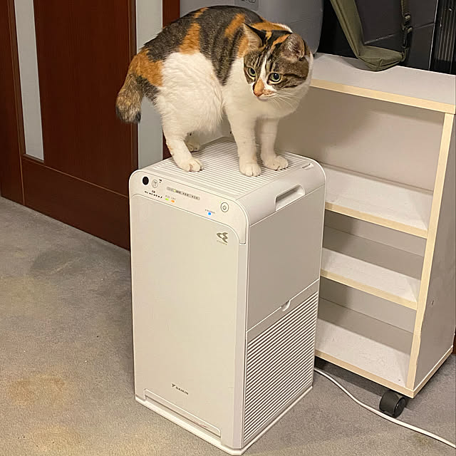 zinさんの実例写真