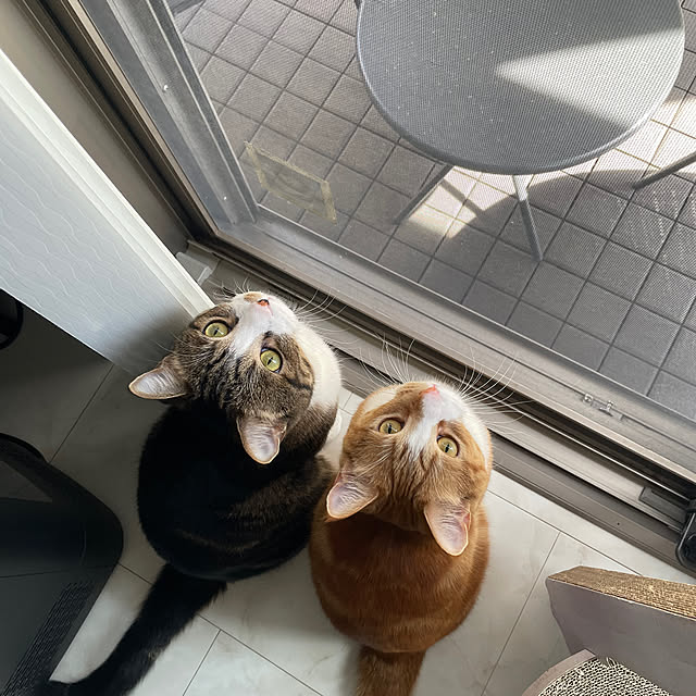 maimaiさんの実例写真