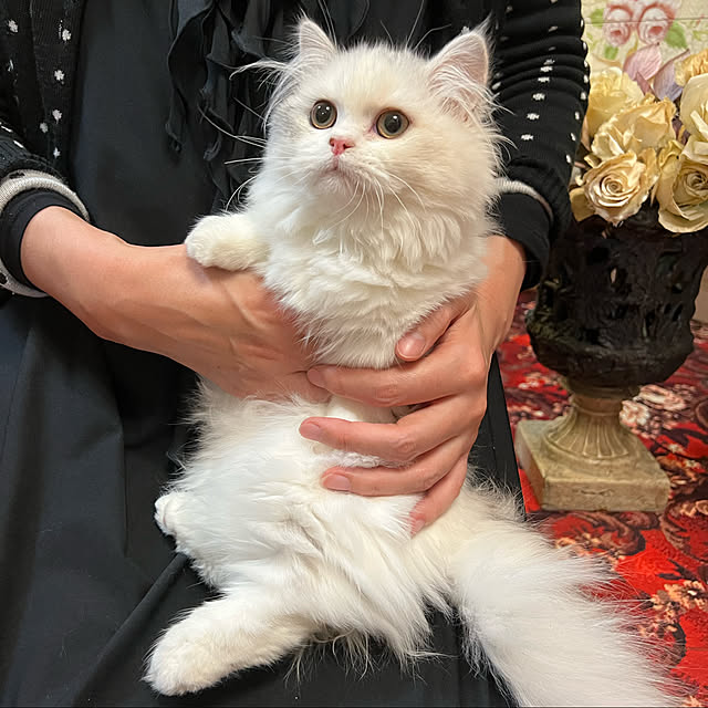AYUKOさんの実例写真