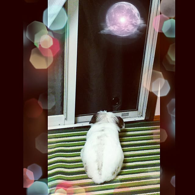 WASABIさんの実例写真
