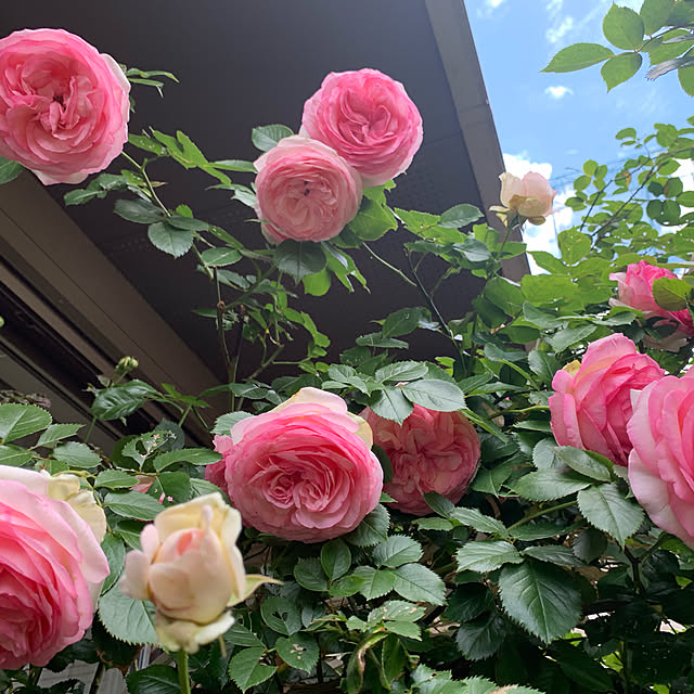 noinoi99さんの実例写真