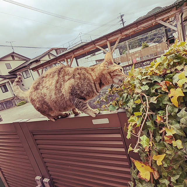 uchizukonyanさんの実例写真
