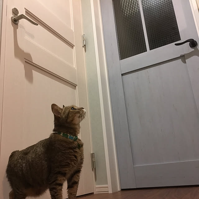 nyancohomeさんの実例写真