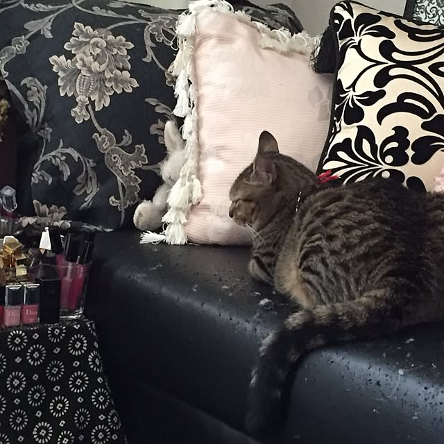 catwomanさんの実例写真