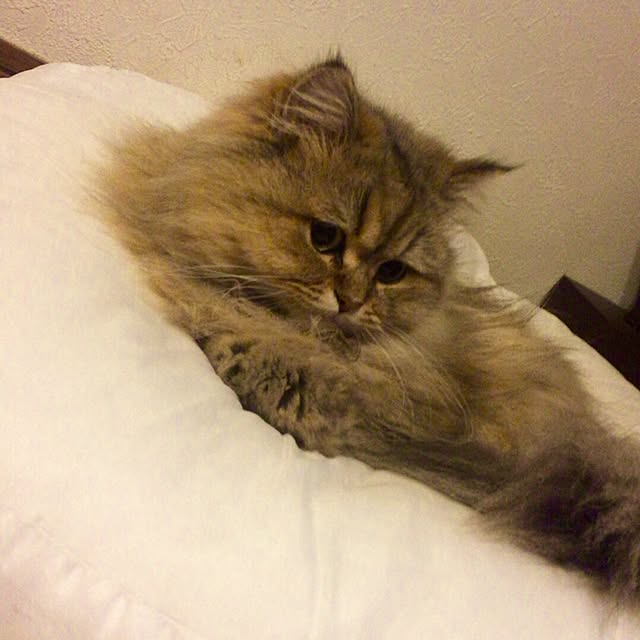 butachanさんの実例写真