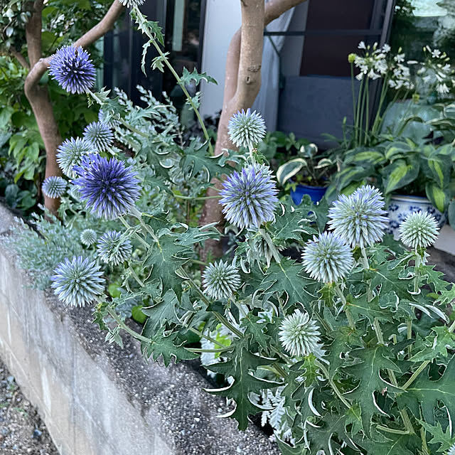 buchiさんの部屋
