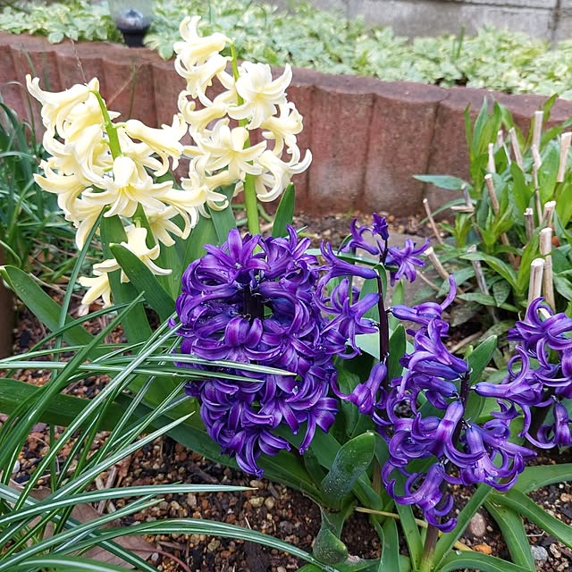 momoさんの実例写真