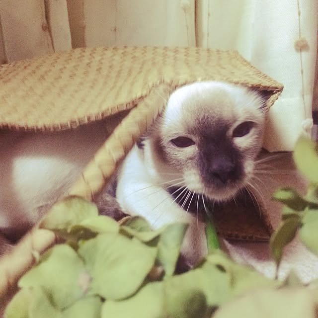 chadoさんの実例写真