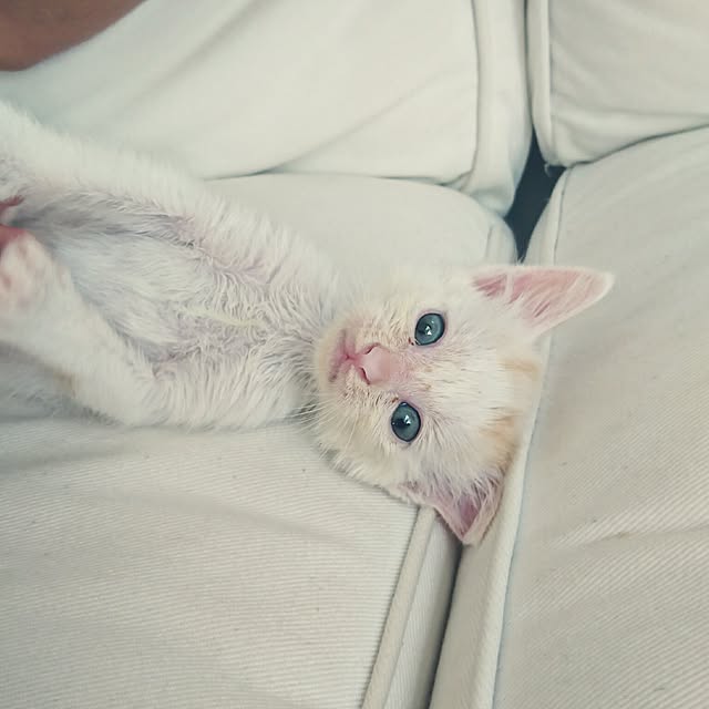 kiyosukeさんの実例写真
