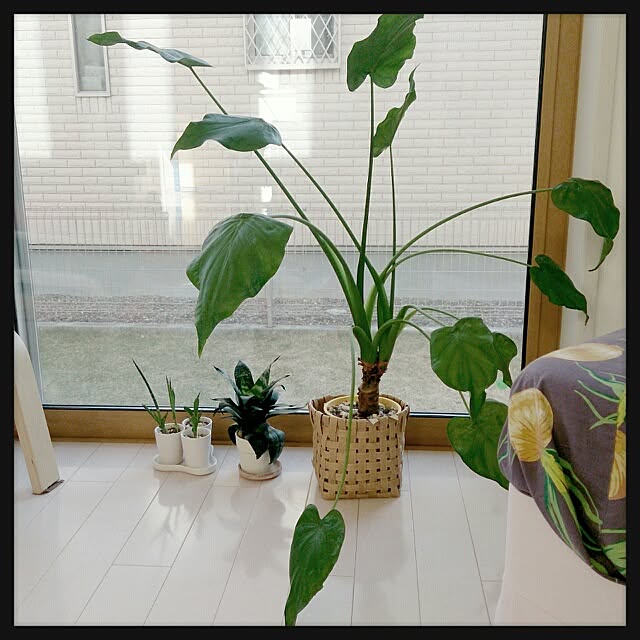 urchinさんの実例写真