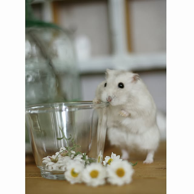comiriさんの実例写真