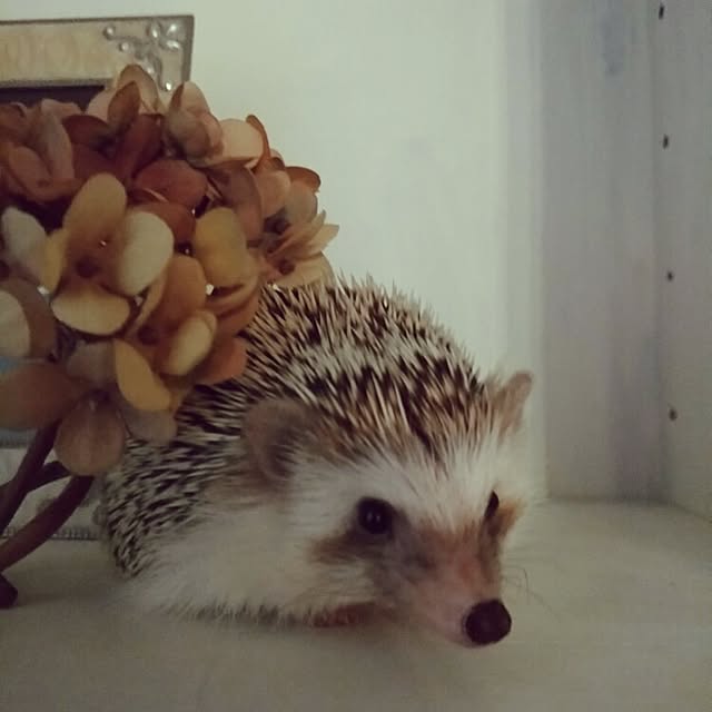 kuruさんの実例写真
