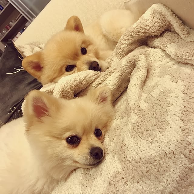 kinakoさんの実例写真