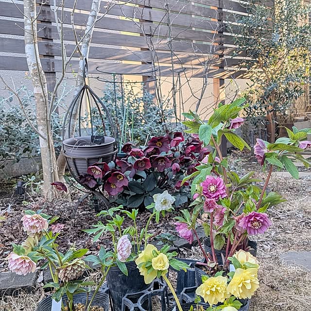 nolleyさんの実例写真