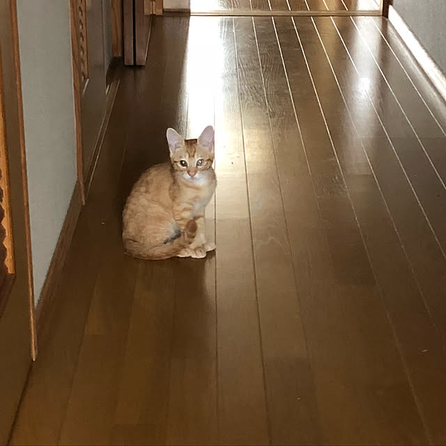 y-kaさんの実例写真