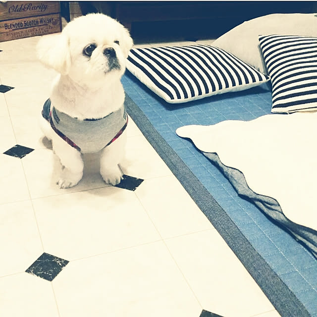 yukagomaさんの実例写真