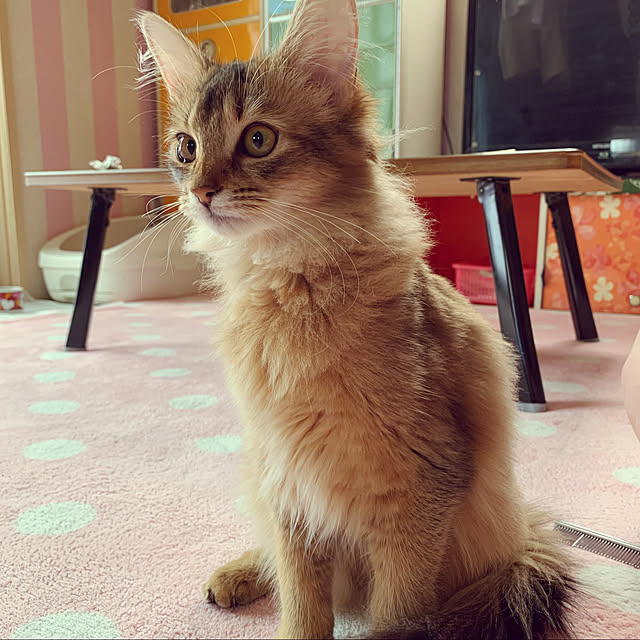 Masumiさんの実例写真
