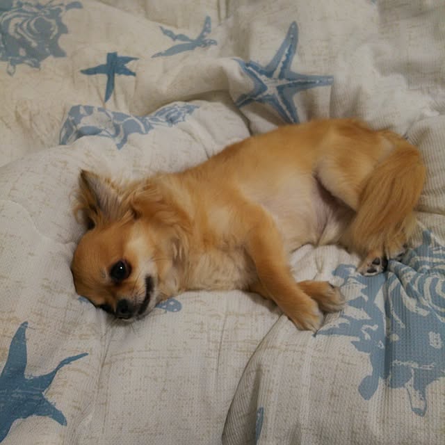 kojikojiさんの実例写真