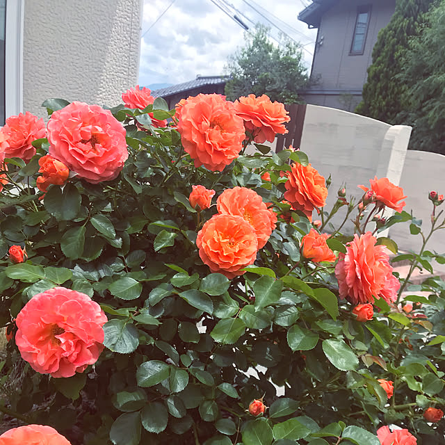 Mihoさんの実例写真