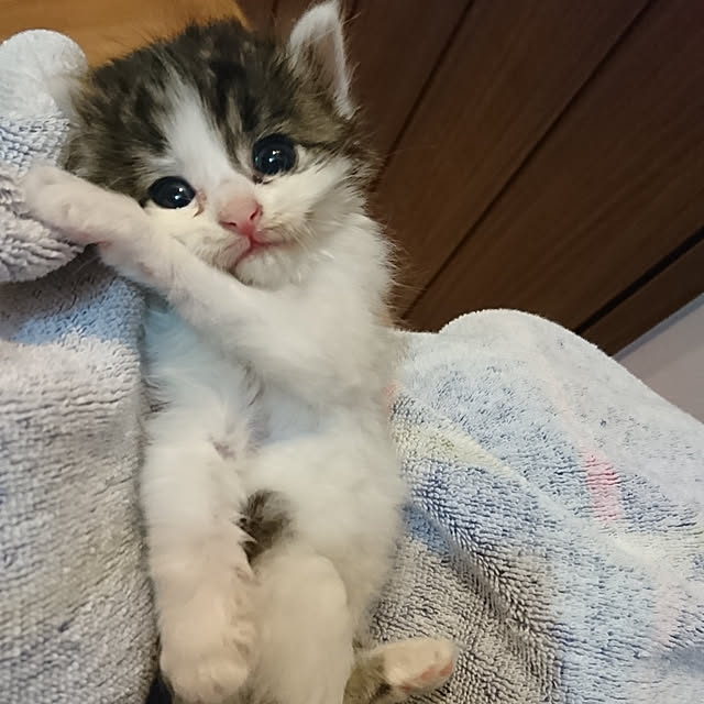 poniさんの実例写真