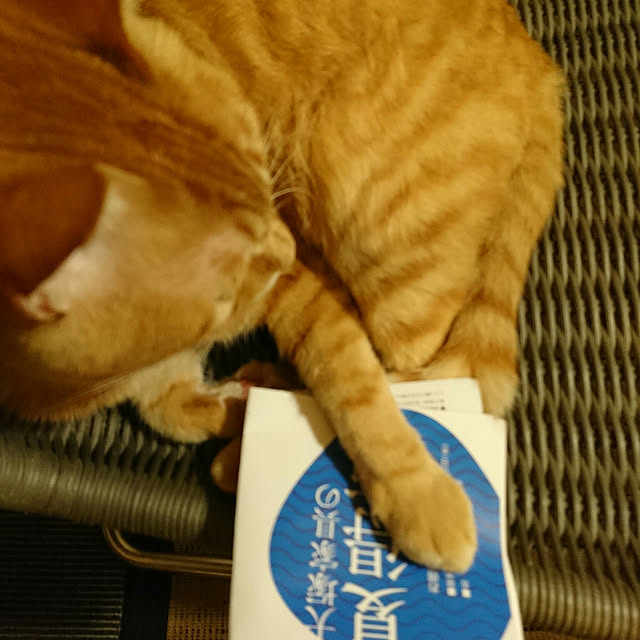 okyosan101さんの実例写真