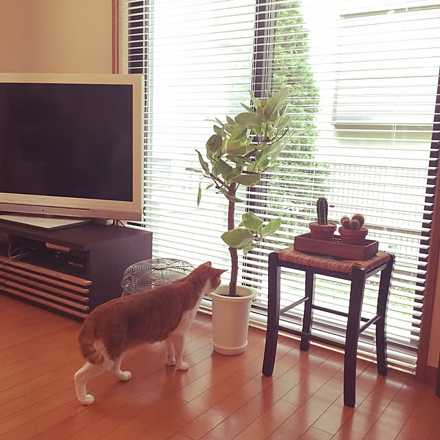 kazuminさんの実例写真