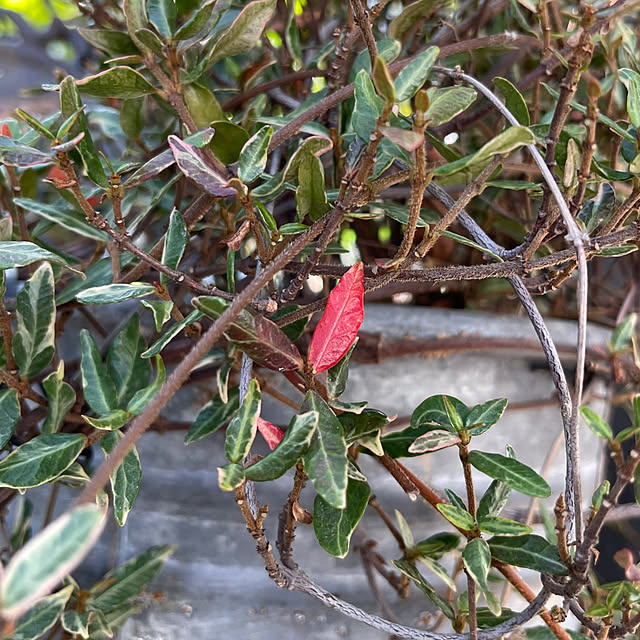 shiropenguinさんの部屋