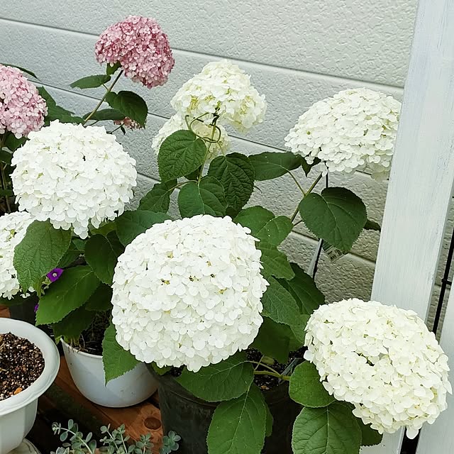 VERANDARJUNさんの実例写真