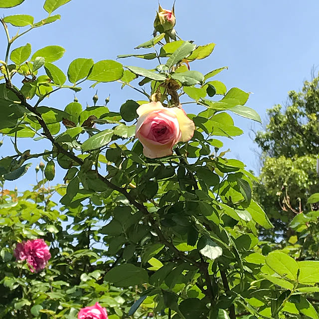 momoさんの実例写真