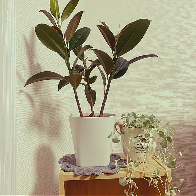 観葉植物/ダイソー/ナチュラル/100均/棚のインテリア実例 - 2020-07-26 23:03:39