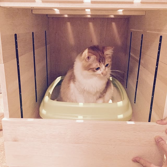 Reikoさんの実例写真