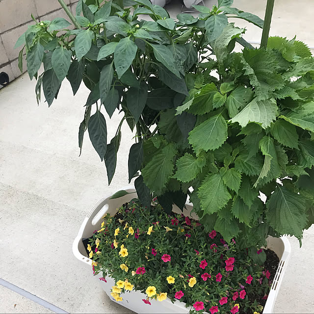 agMtq8539さんの実例写真