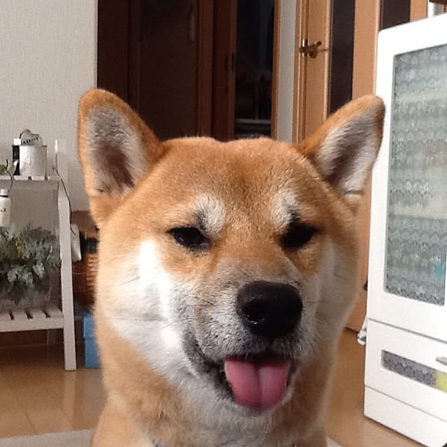 kotaさんの実例写真