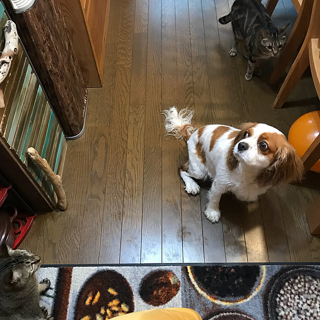 pepeさんの実例写真