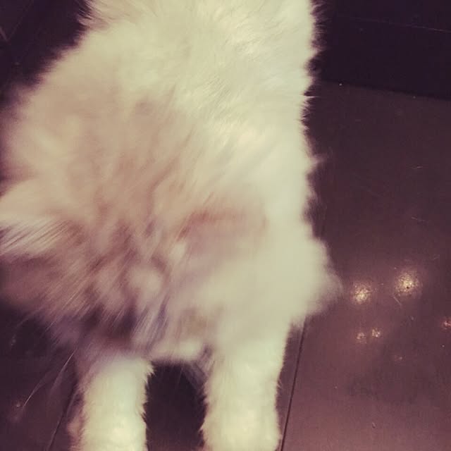 horurunさんの実例写真