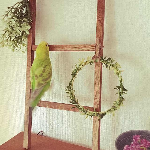 macoさんの実例写真