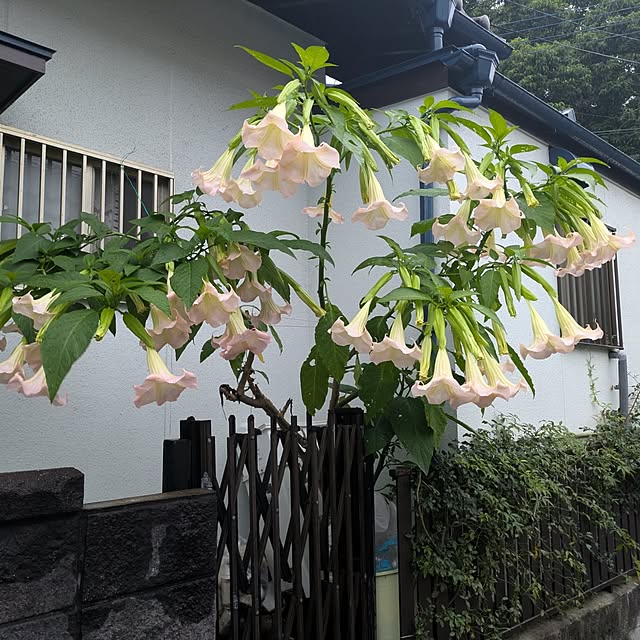 Yoshie1911さんの実例写真